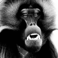 Gelada-01
