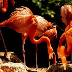Flamant-Rose
