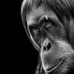 Orang-Outan-01