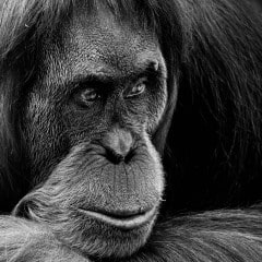 Orang-Outan-02