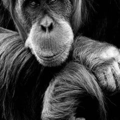 Orang-Outan-03