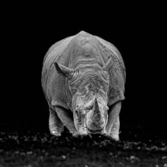Rhinoceros-01