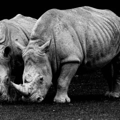 Rhinoceros-02