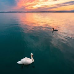 les cygnes sur le lac