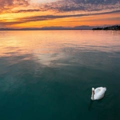 un cygne sur le lac