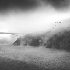 les oiseaux dans la brume