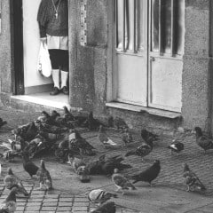 la dame aux pigeons