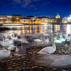 le cygnes de Pragues